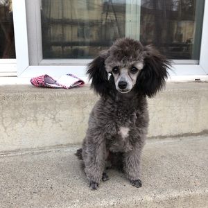 Meet your Posher, Bella